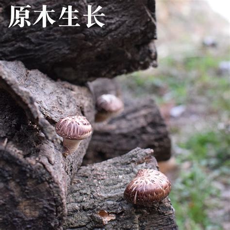 房县椴木花菇种植