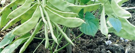 扁豆早春种植时间