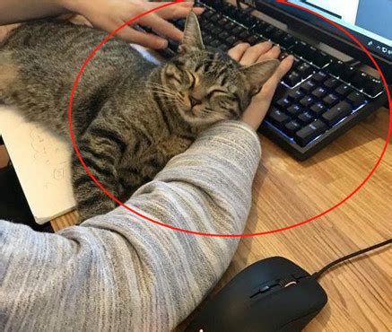 把猫咪带进公司猫咪用键盘骂老板