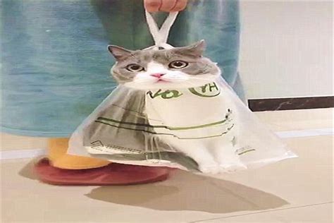 把猫装进塑料袋