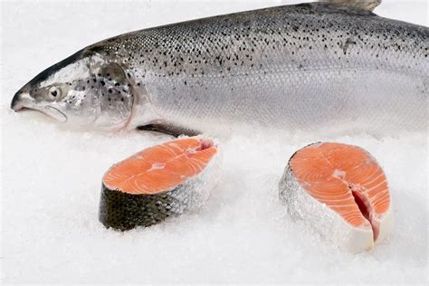 挪威三文鱼和国产三文鱼的区别