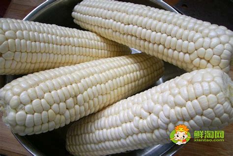排名第一的甜玉米品种