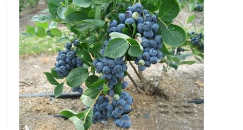新买的蓝莓苗怎么栽培