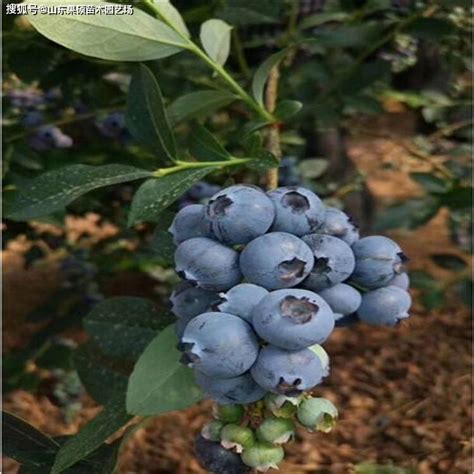 新手适合种哪种品种蓝莓