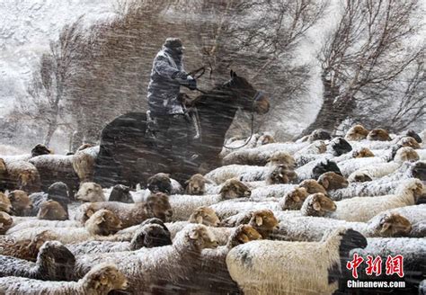 新疆伊犁雪灾牛羊冻死