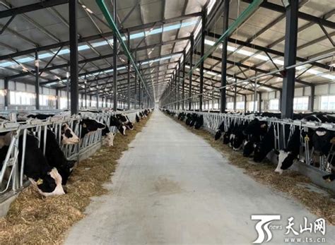 新疆奶牛牧场招工平台