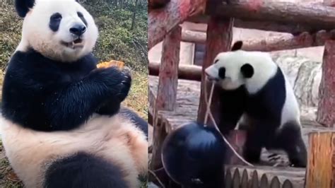 旅俄大熊猫体重狂涨
