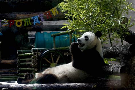 旅俄大熊猫已经适应俄罗斯生活
