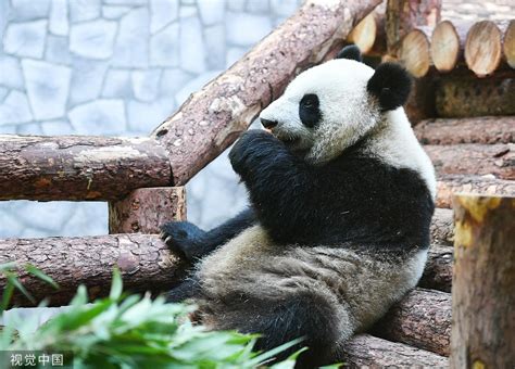 旅俄大熊猫胖了40斤