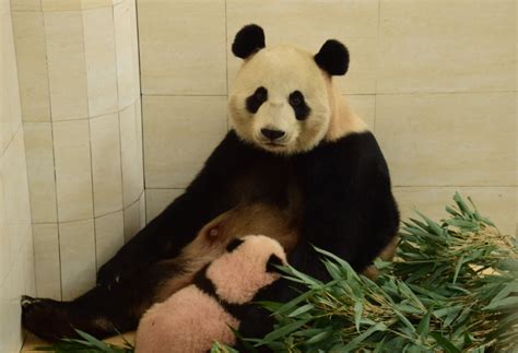 旅俄的大熊猫逐渐俄化