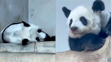 旅泰大熊猫林惠死亡原因