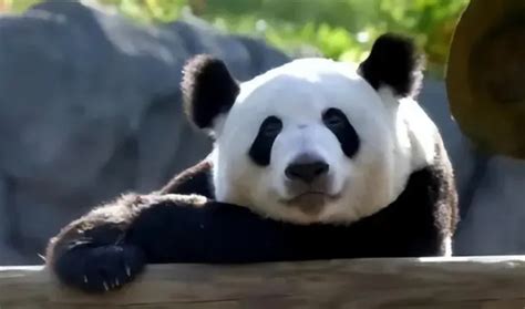 旅美大熊猫为啥回国
