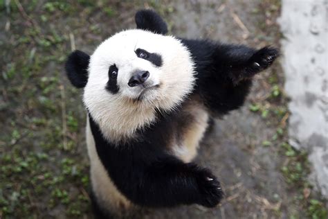 旅美大熊猫回国后现状