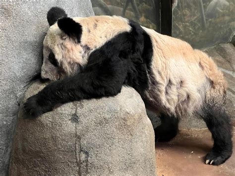 旅美大熊猫因病无法回国