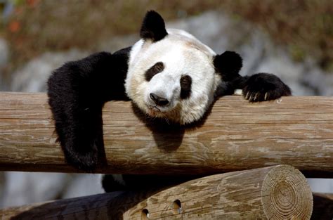 旅美大熊猫在美国有几年