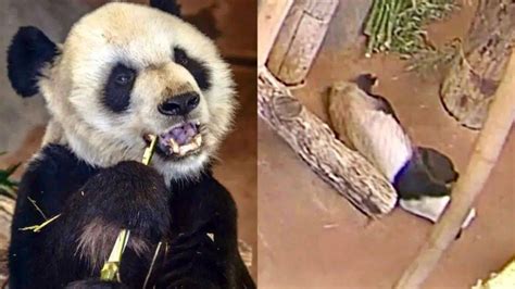 旅美大熊猫死亡