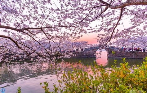 无锡鼋头渚樱花节图片
