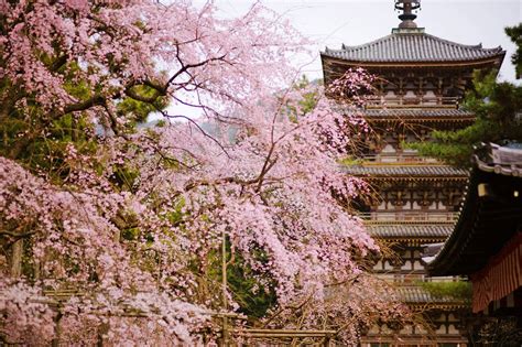 日本樱花视频高清观看
