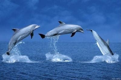 日本海豚湾究竟发生了什么
