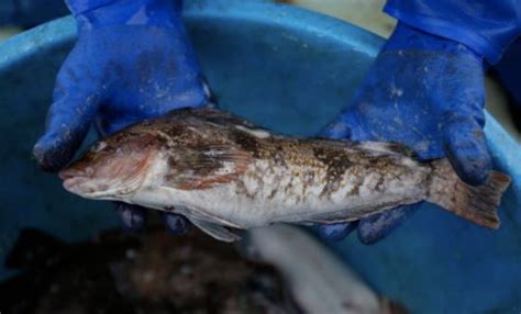 日本福岛海域鱼类放射性物质超标被禁止上市