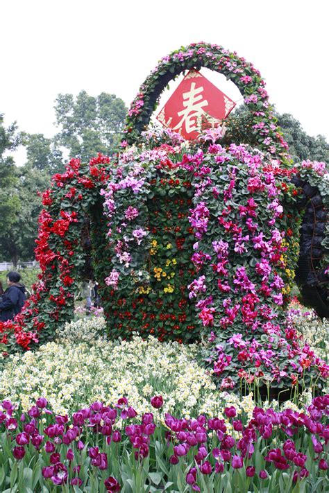 春节花卉图片