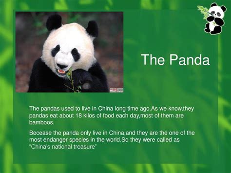 是玩具熊猫吗用英语怎么读