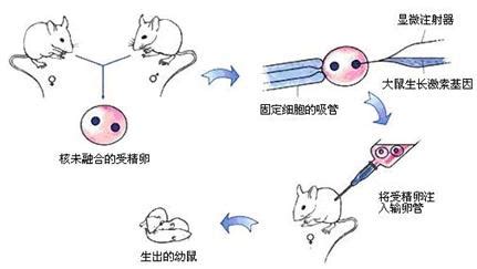 显微注射法制备转基因动物
