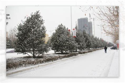 晋城松林积雪雪景图片