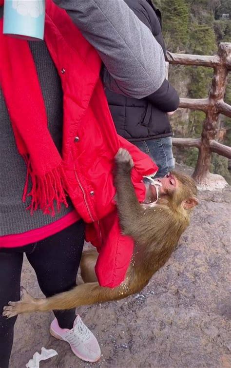 景区猴子被游客暴打