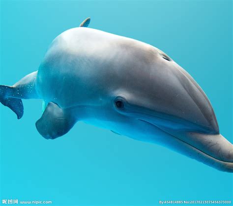 最大的海豚有多大