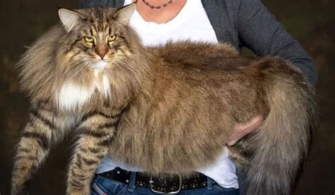 最大的猫