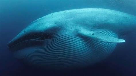 最大的蓝鲸