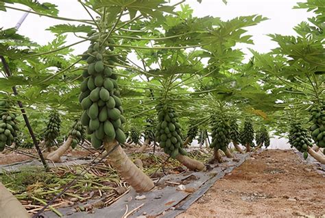 最新木瓜种植技术
