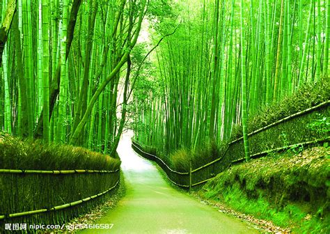 最美竹林山水风景图片