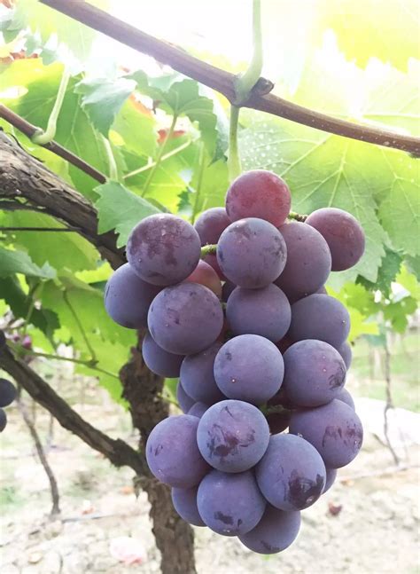 最适合四川种植的葡萄
