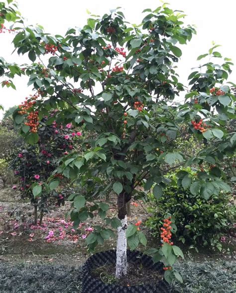 最适合庭院种植的果树