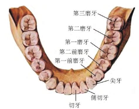 最里面的牙齿叫什么牙