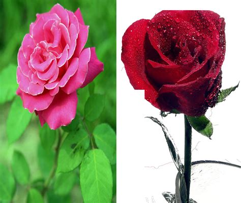 月季和玫瑰的区别