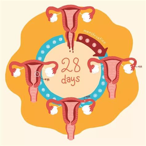 月经周期多少天最容易怀孕