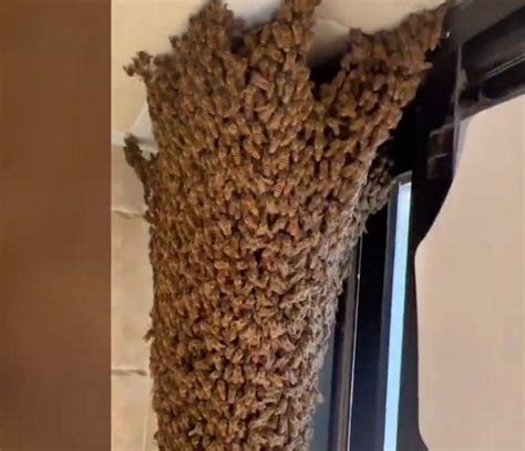有蜂来家里筑巢是好事