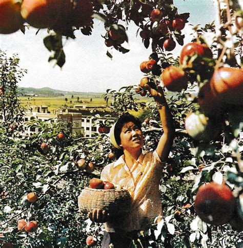 朝鲜苹果丰收视频