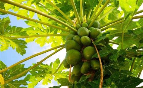 木瓜的种植方法与技术