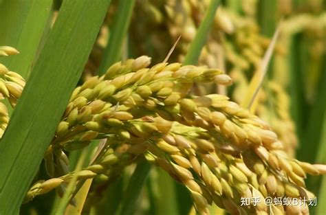 杂交水稻为什么很少吃