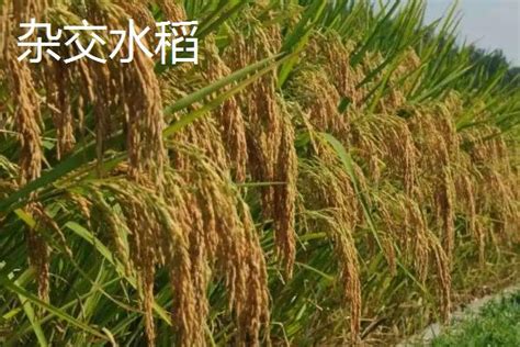 杂交水稻和普通水稻的外观区别