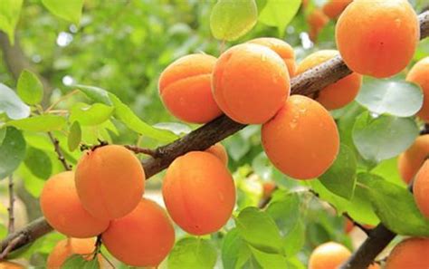 杏子黄的时候是什么季节
