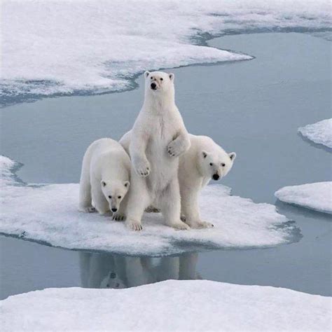 极地熊北欧森林