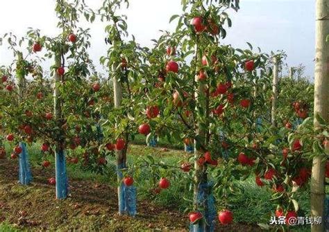 果树矮化密植栽培技术