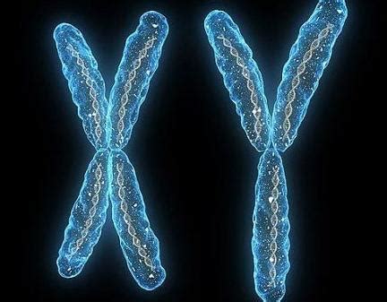 染色体是什么样子图片