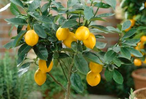柠檬的种植和肥水管理