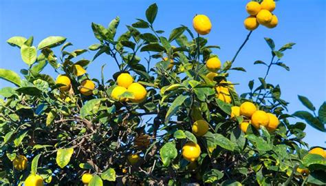 柠檬的种植方法